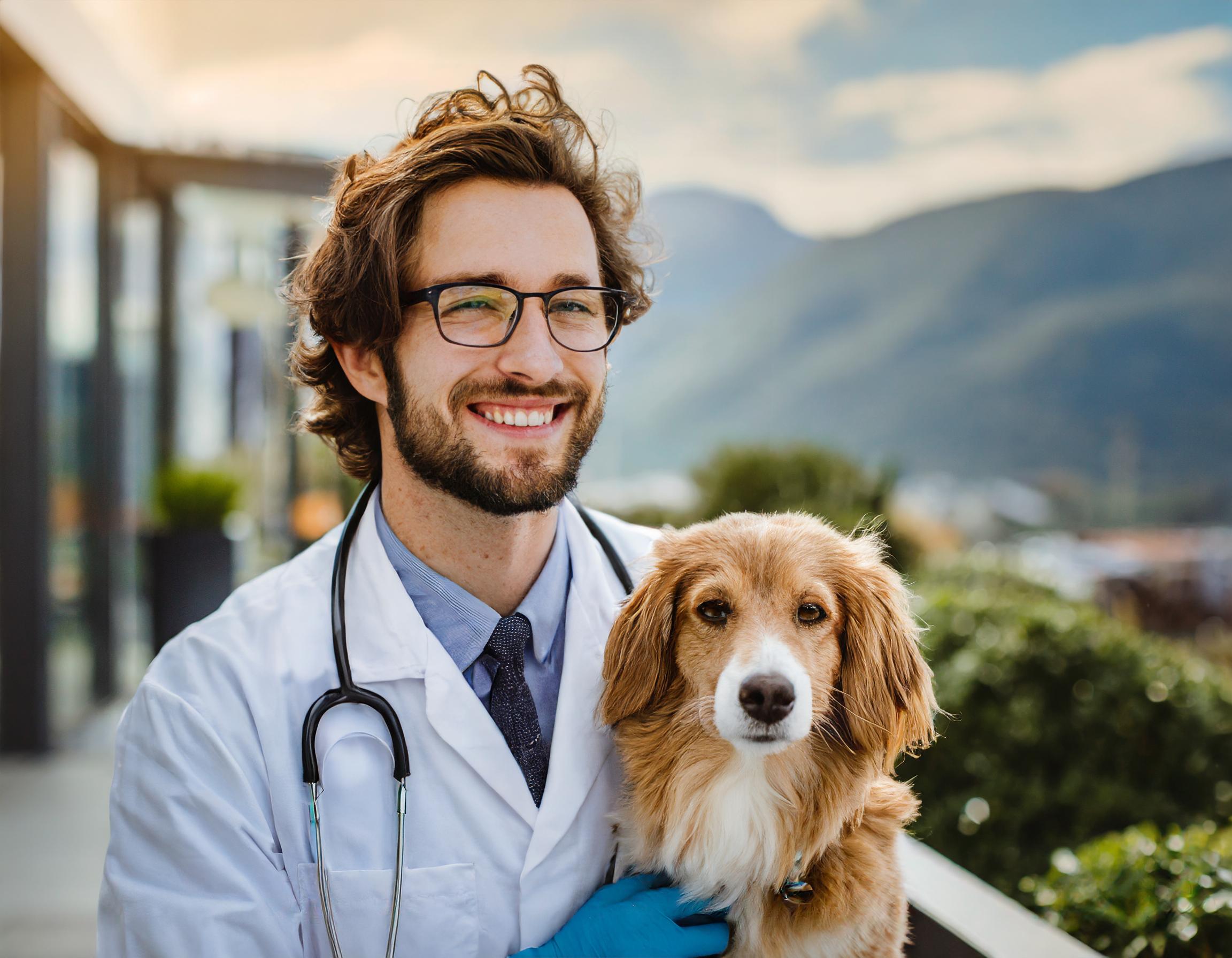 Luxuriös gepflegter Pudel mit stilvoller Frisur in einem Hundesalon