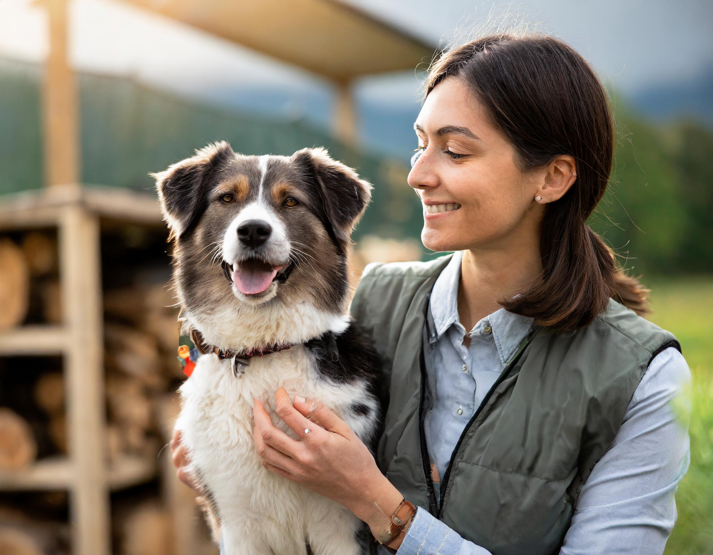 Entspannte Hundemassage-Sitzung mit glücklichem Hund und sanftem Pflegepersonal